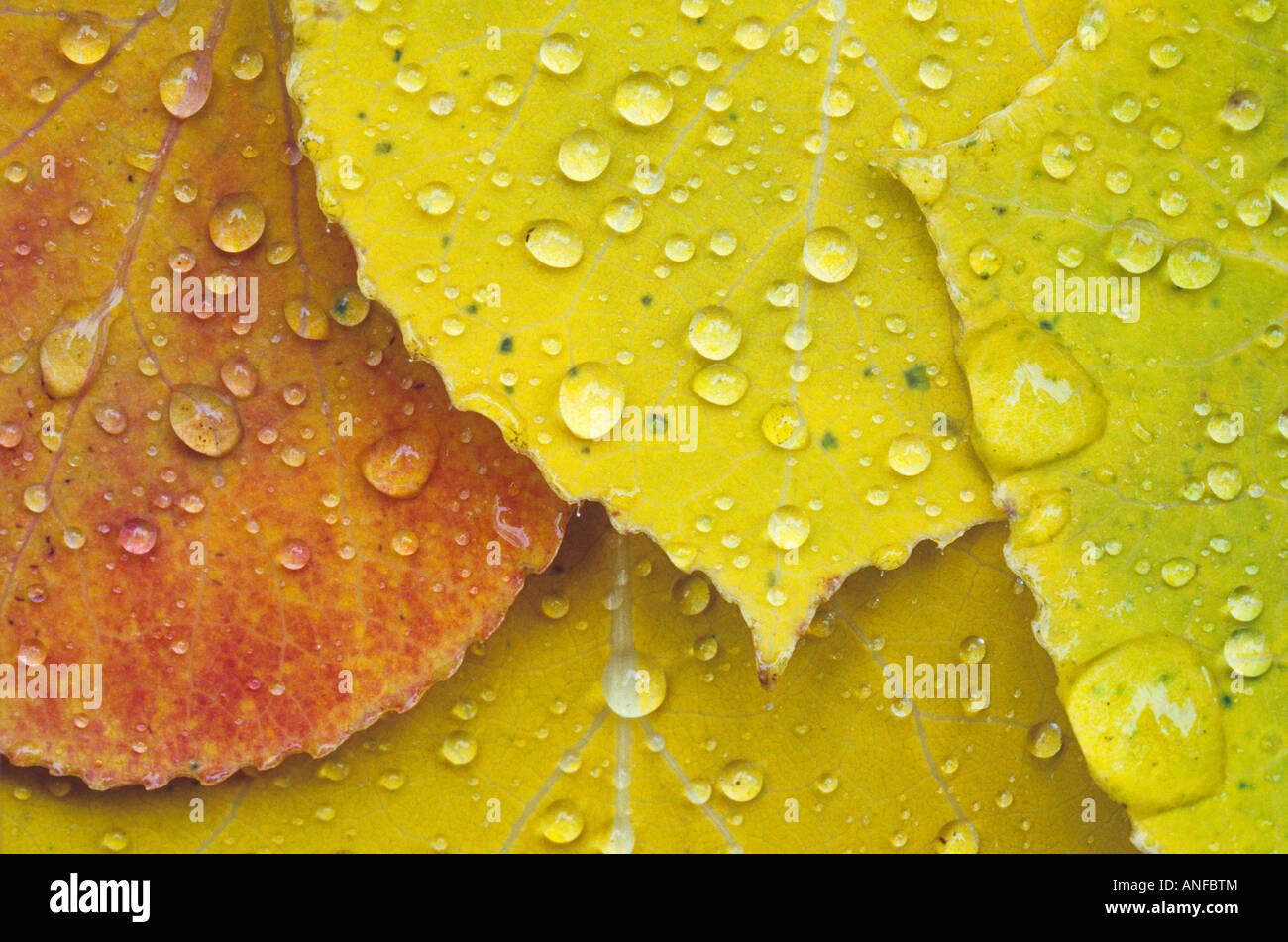 Gocce di pioggia su foglie di Aspen, Sudbury, ontario, Canada. Foto Stock