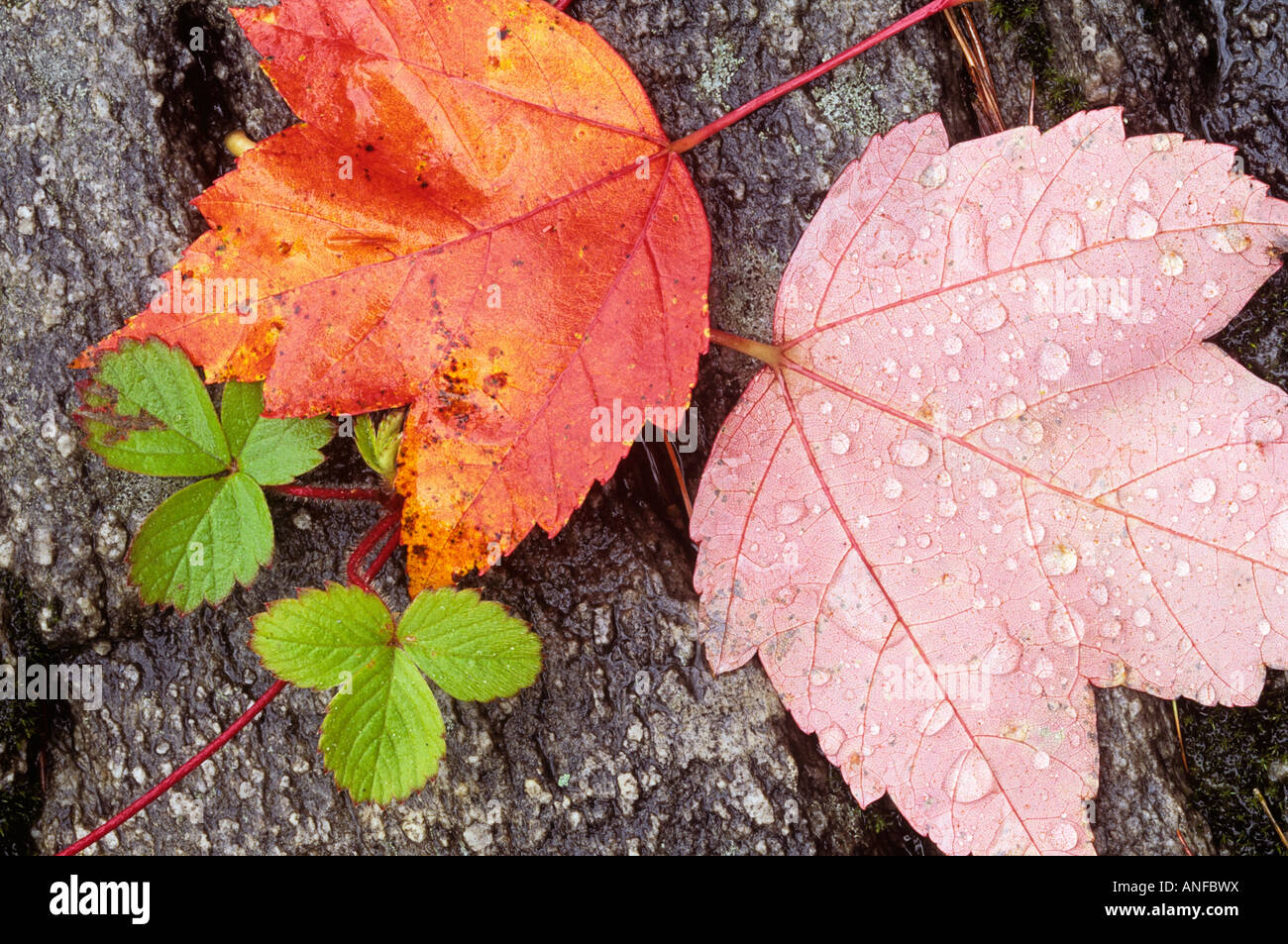 Gocce di pioggia sulla rossa foglie di acero, sioux si restringe, ontario, Canada. Foto Stock