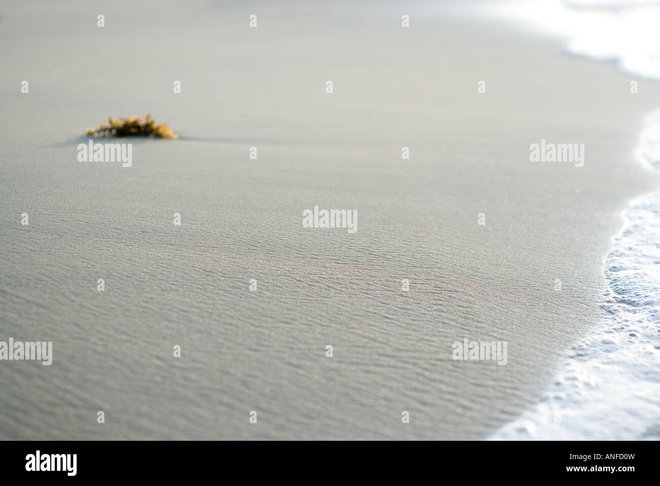 Pezzo di alghe sulla spiaggia vicino surf Foto Stock