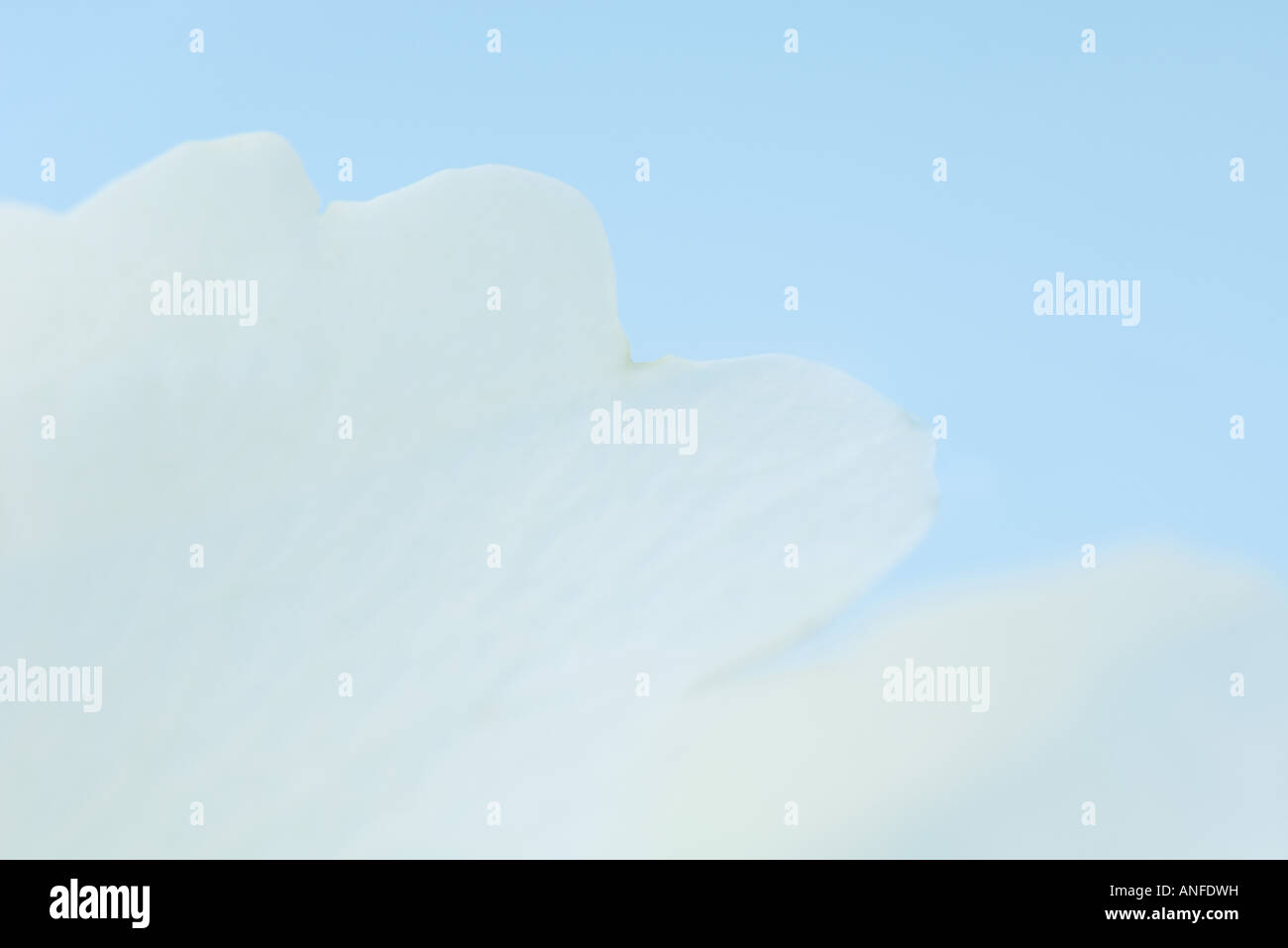 Petalo di fiore su sfondo blu, extreme close-up Foto Stock