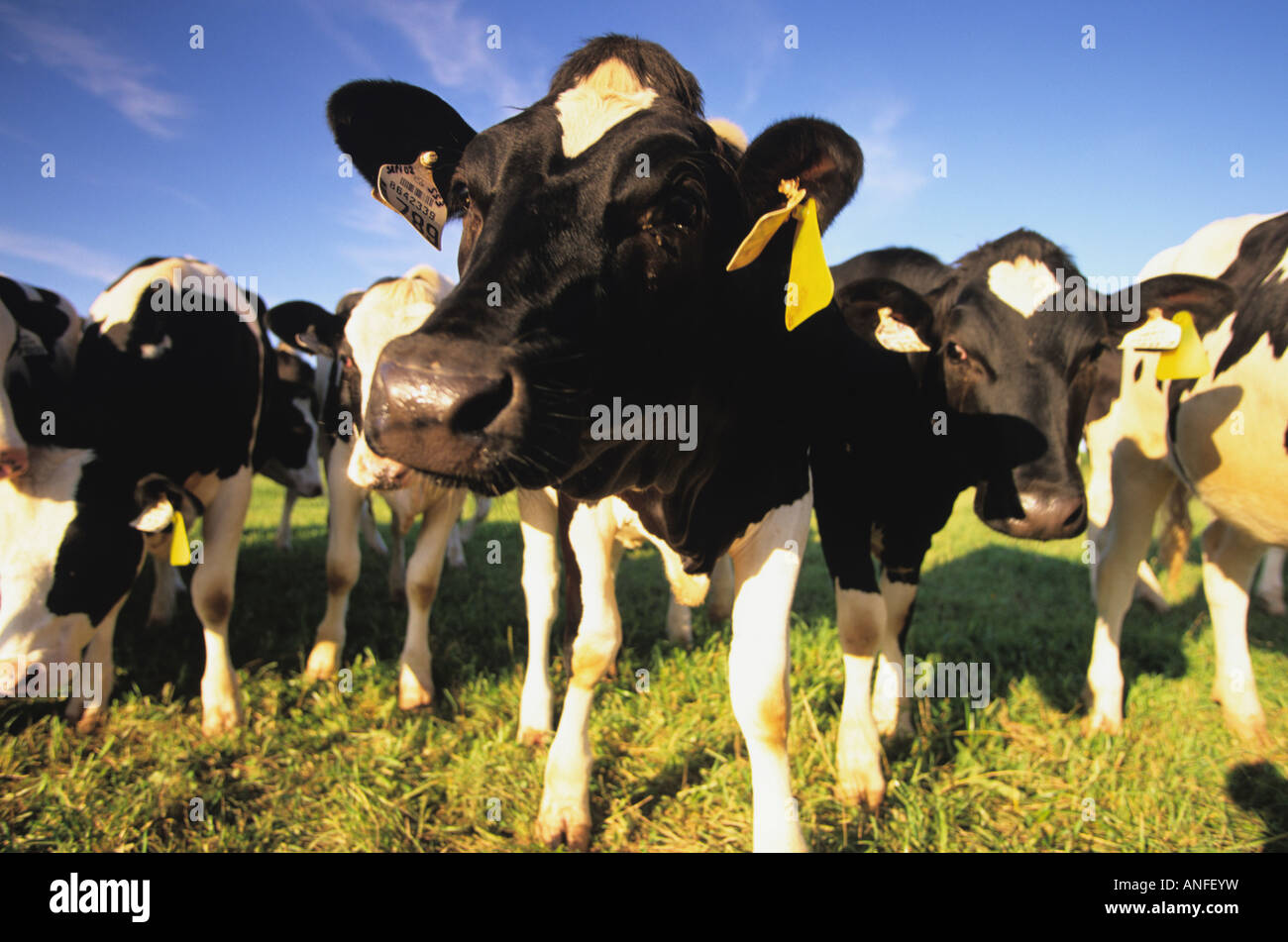 Vacche da latte, Marshfield, Prince Edward Island, Canada Foto Stock