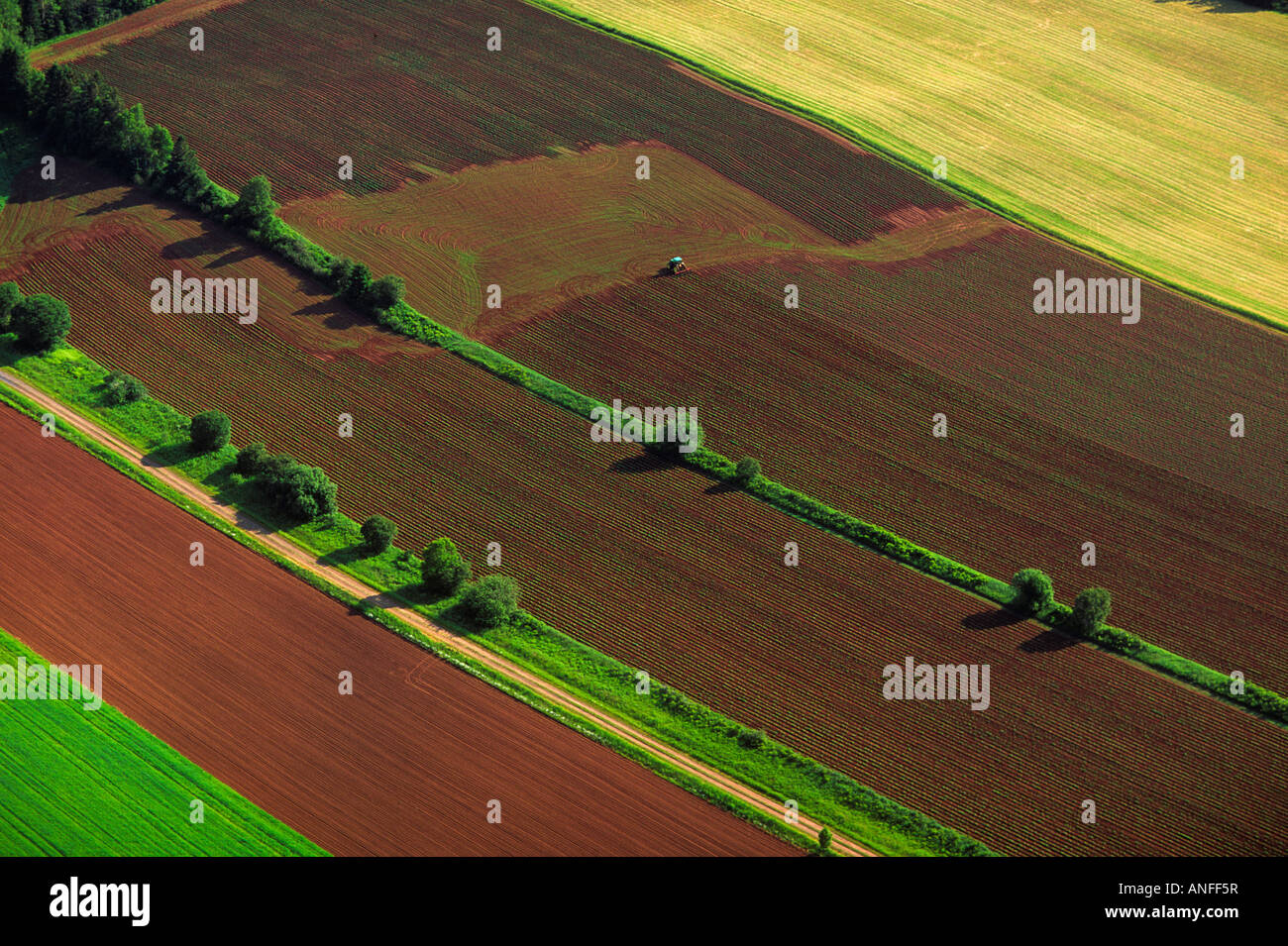 Antenna di campi di patate, Colle Tea, Prince Edward Island, Canada Foto Stock