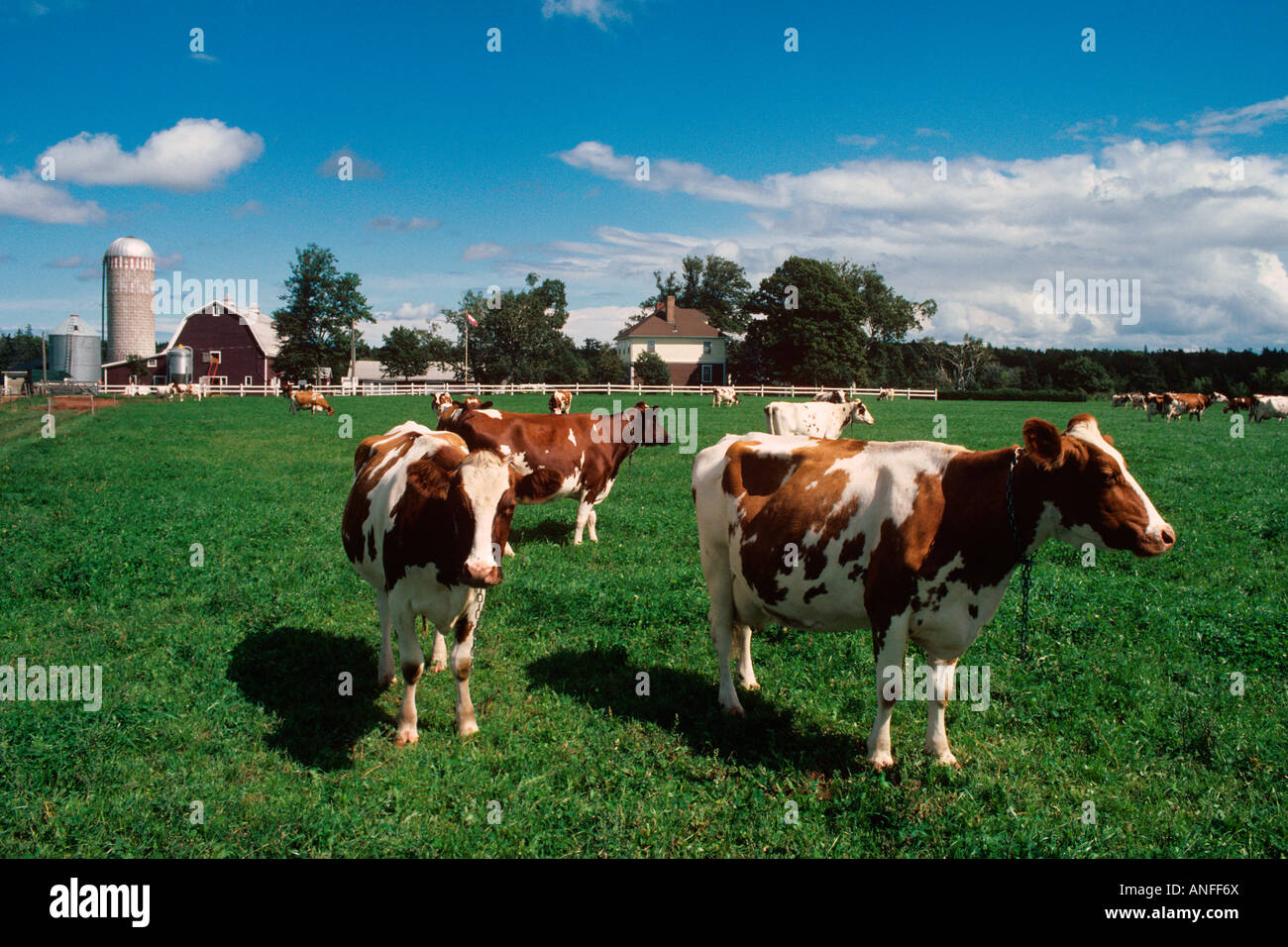 Vacche da latte, Marshfield, Prince Edward Island, Canada Foto Stock