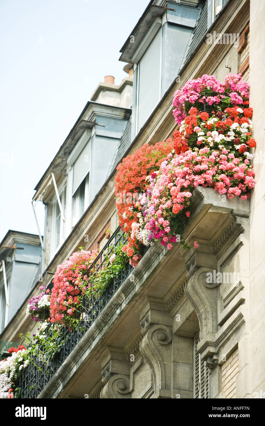 Fiori in scatole di Finestra, basso angolo di visione Foto Stock