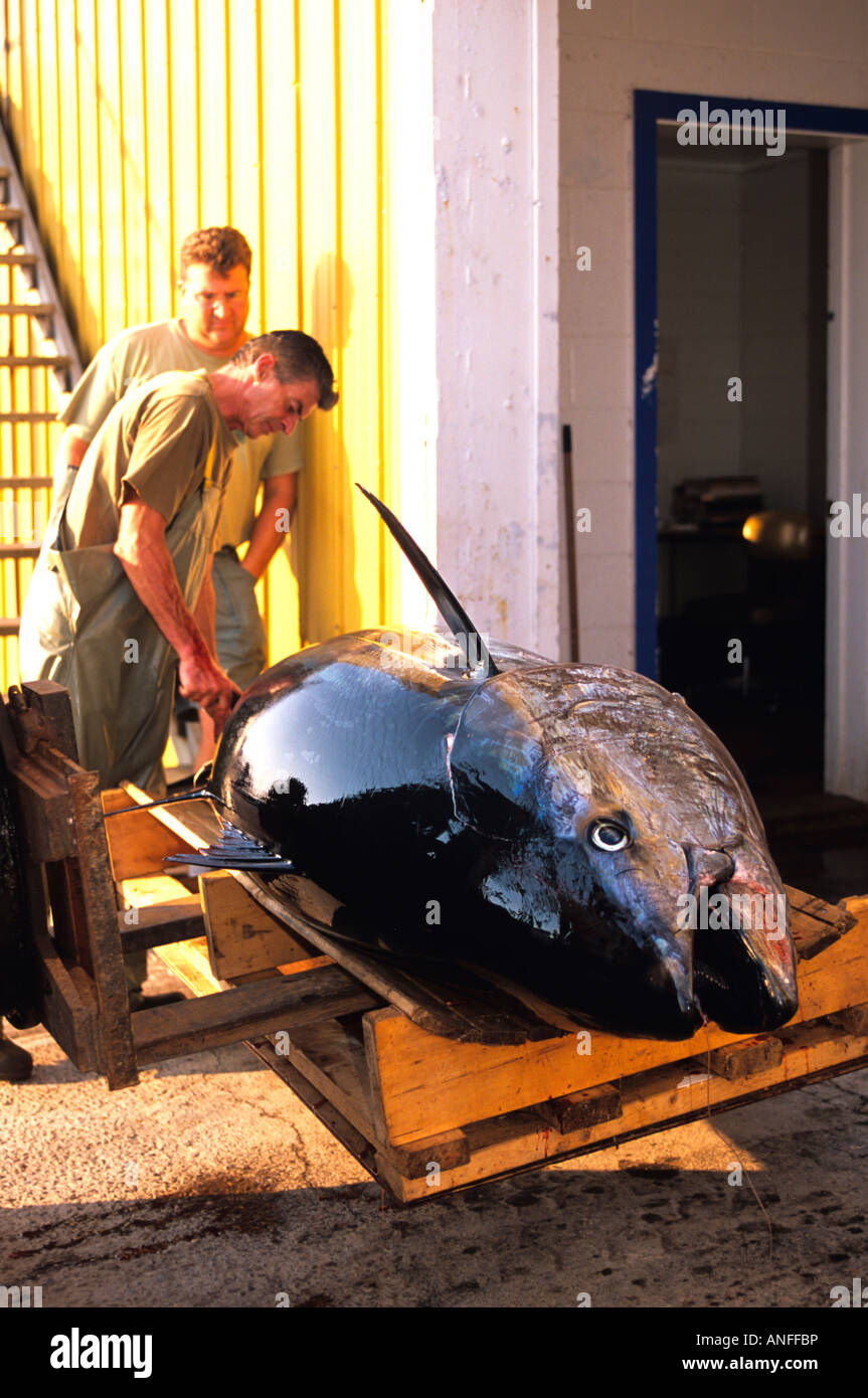 La preparazione di tonno rosso per la spedizione, North Lake, Prince Edward Island, Canada Foto Stock