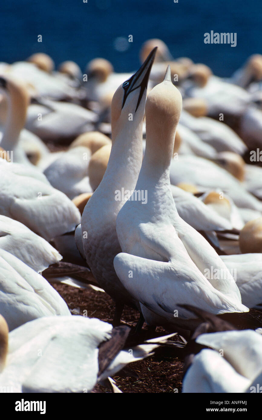 Northern Gannet (Morus bassanus) Sulidae, Rock Bird Island, Iles de La Madeleine, le isole della Maddalena, Quebec, Canada Foto Stock