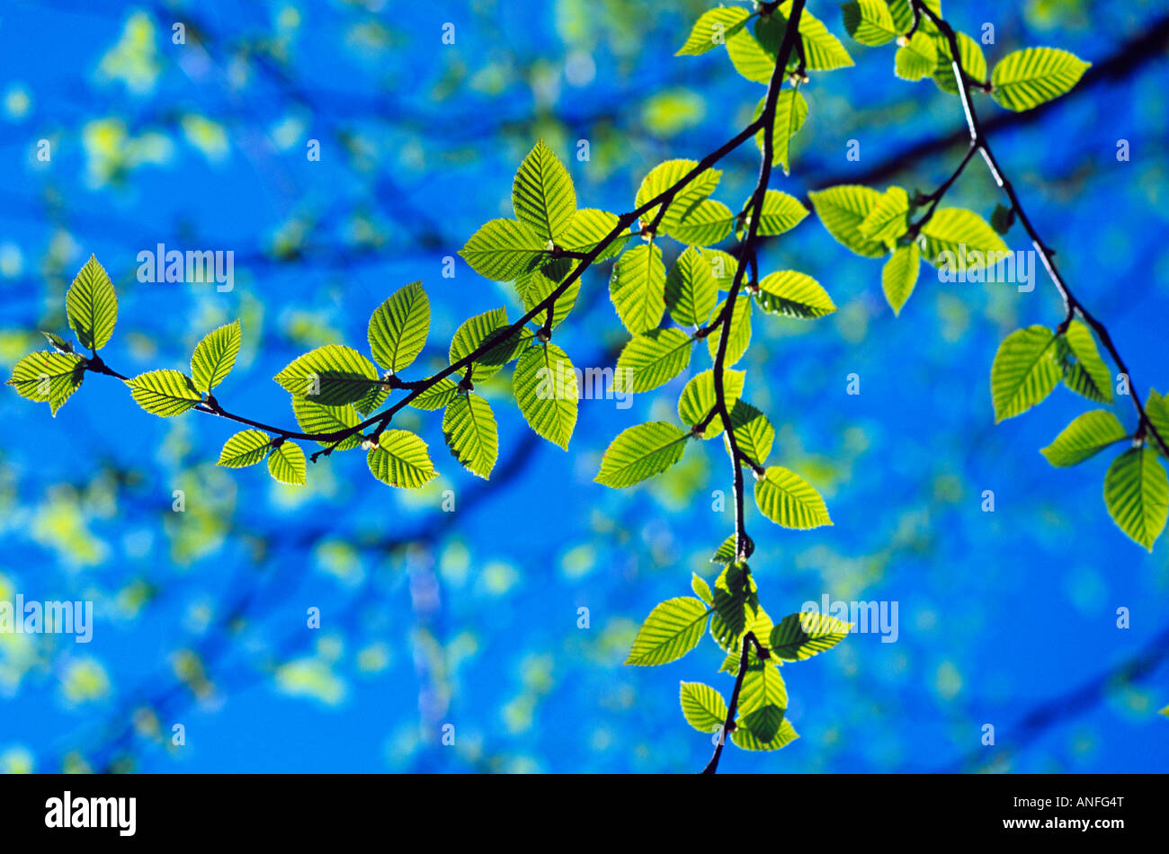Foglie di primavera immagini e fotografie stock ad alta risoluzione - Alamy