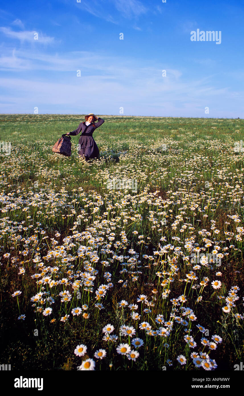 Anne di Green Gables nel campo delle margherite, Prince Edward Island, Canada. Foto Stock