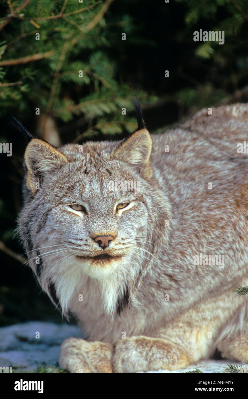 Un North American lynx, Canada. Foto Stock