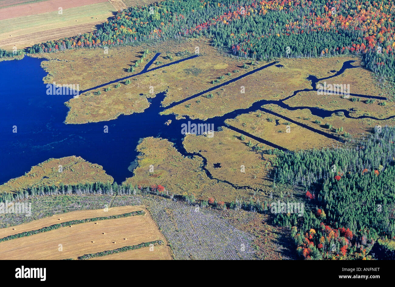 Le zone umide habitat, anatre illimitata di lavoro, Eastern Prince Edward Island, Canada. Foto Stock