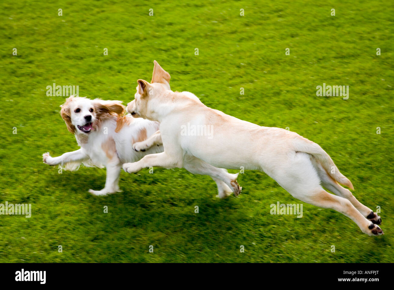 Il Labrador Golden Retriever e Cavalier King Charles Spaniel cuccioli correre e giocare in un parco, Vancouver, British Columbia, Foto Stock