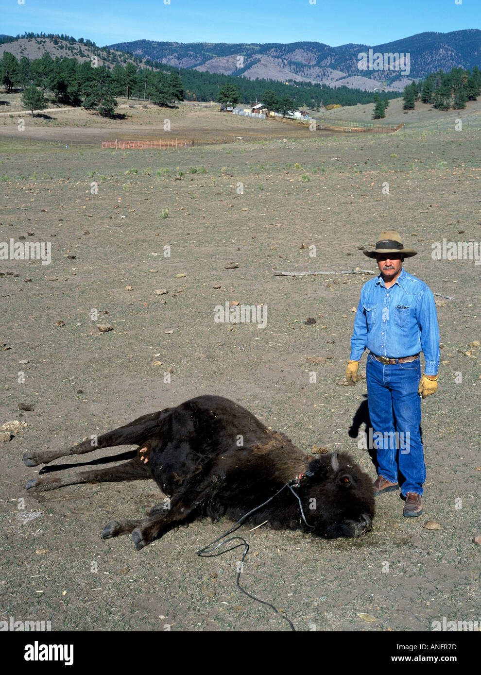 Il Rancher con giovani morti di bisonti da siccità e pascoli poveri come un risultato di insostenibile Allevamento di bisonti, Colorado, STATI UNITI D'AMERICA Foto Stock