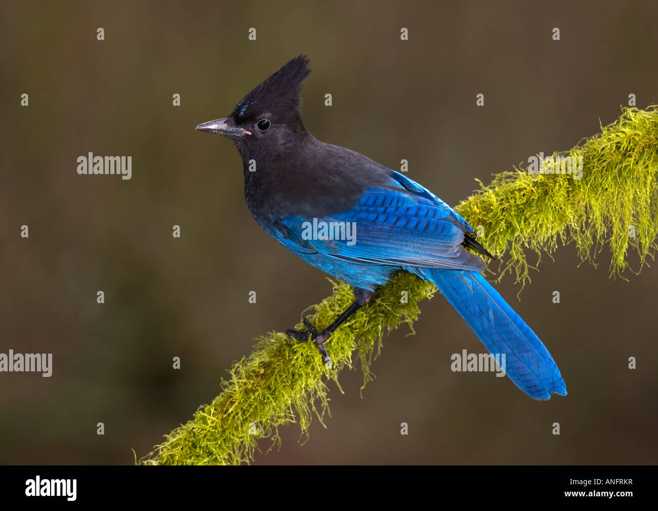 Stellers Jay, Canada Foto Stock