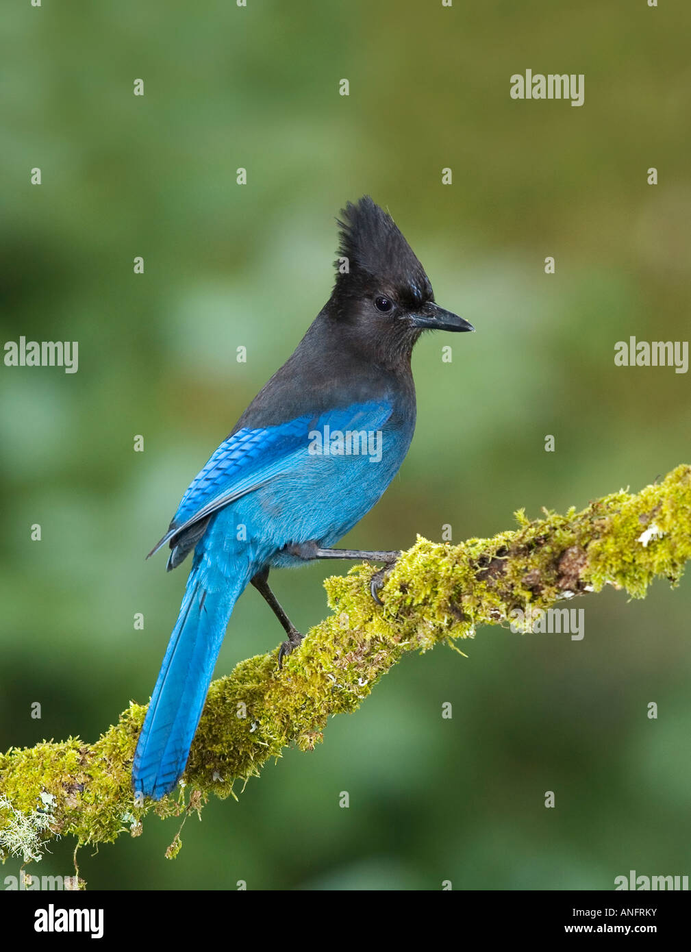 Stellers Jay, Canada Foto Stock