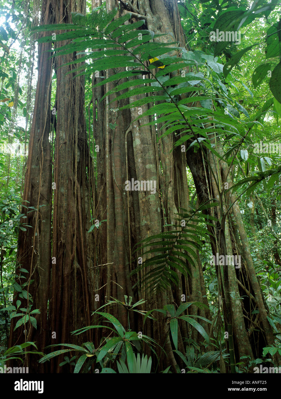 Fig Tree in pianura foresta pluviale tropicale, il Parco Nazionale di Corcovado, Osa Penninsula, Costa Rica, America Centrale Foto Stock