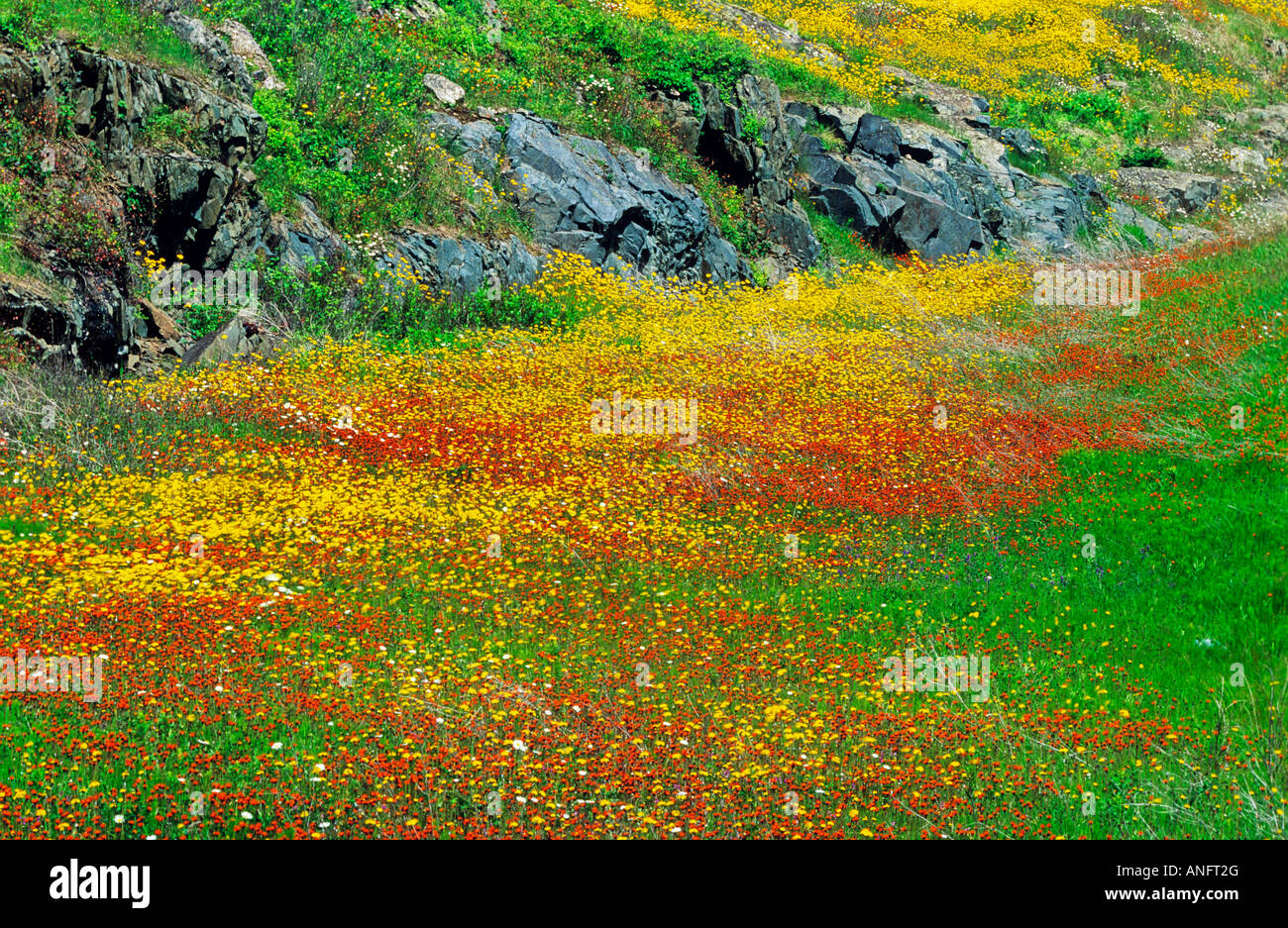 Fioritura di fiori di campo intorno al martinetto pesce di lago che si trova nel nord, Ontario, Canada. Foto Stock