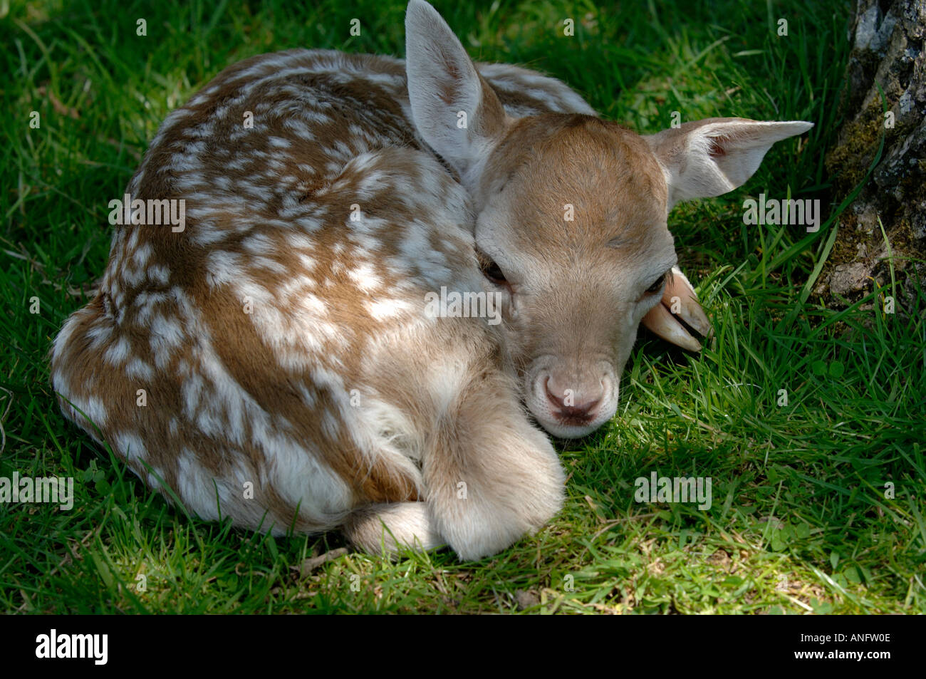 Daino Dama Dama nuova nata fawn Dorset Regno Unito Foto Stock