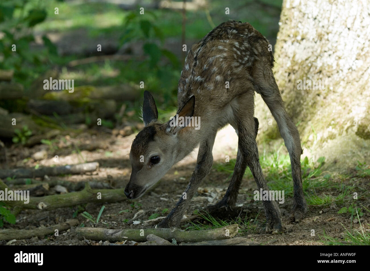 Nuova data di nascita 1 ora old Red Deer calf Cervus elaphus Foto Stock