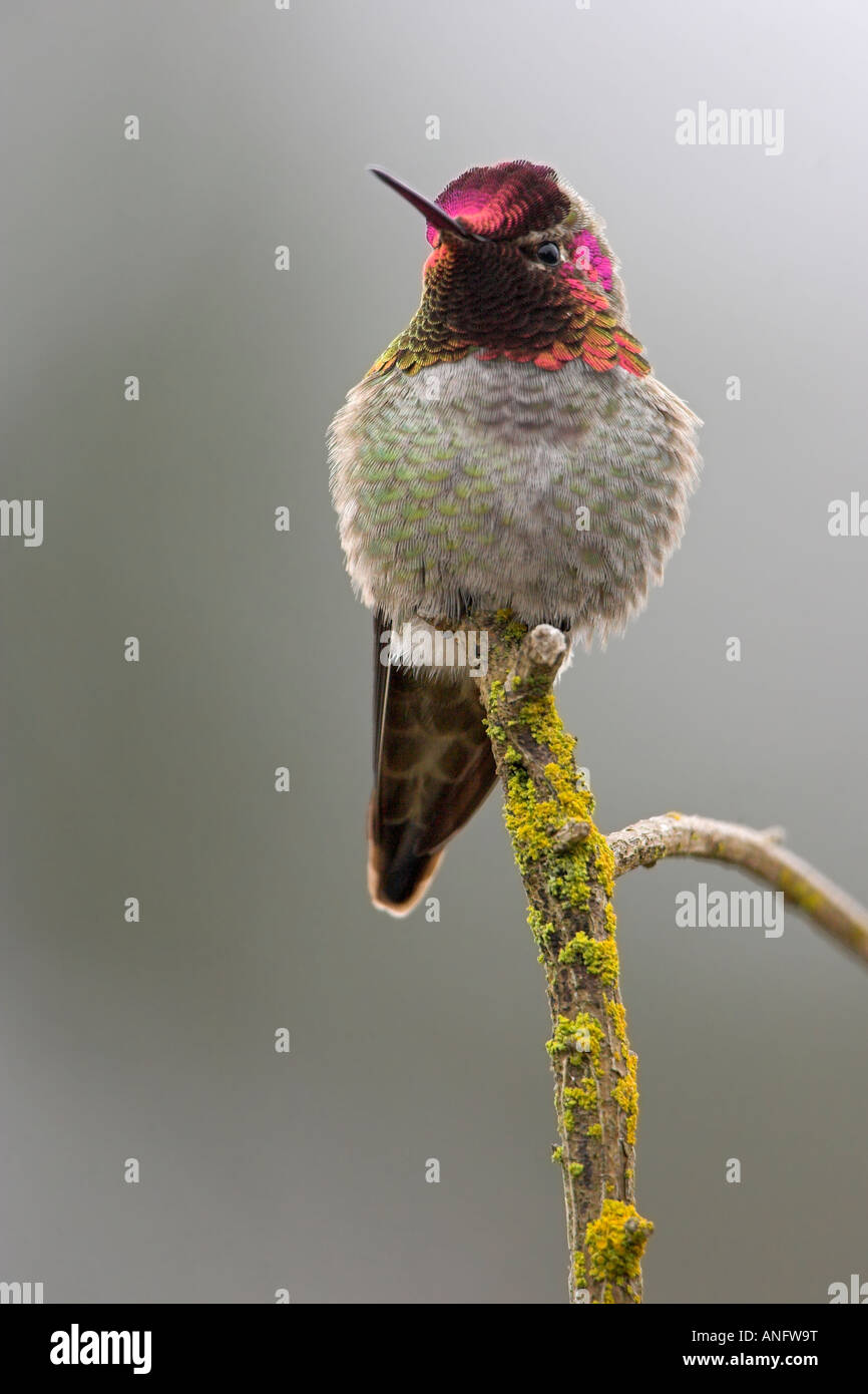 Maschio di Anna Hummingbird appollaiato sul ramo, British Columbia, Canada. Foto Stock