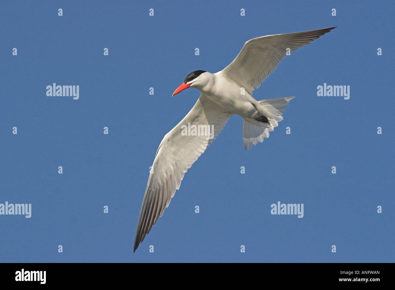 Caspian tern in volo, British Columbia, Canada. Foto Stock