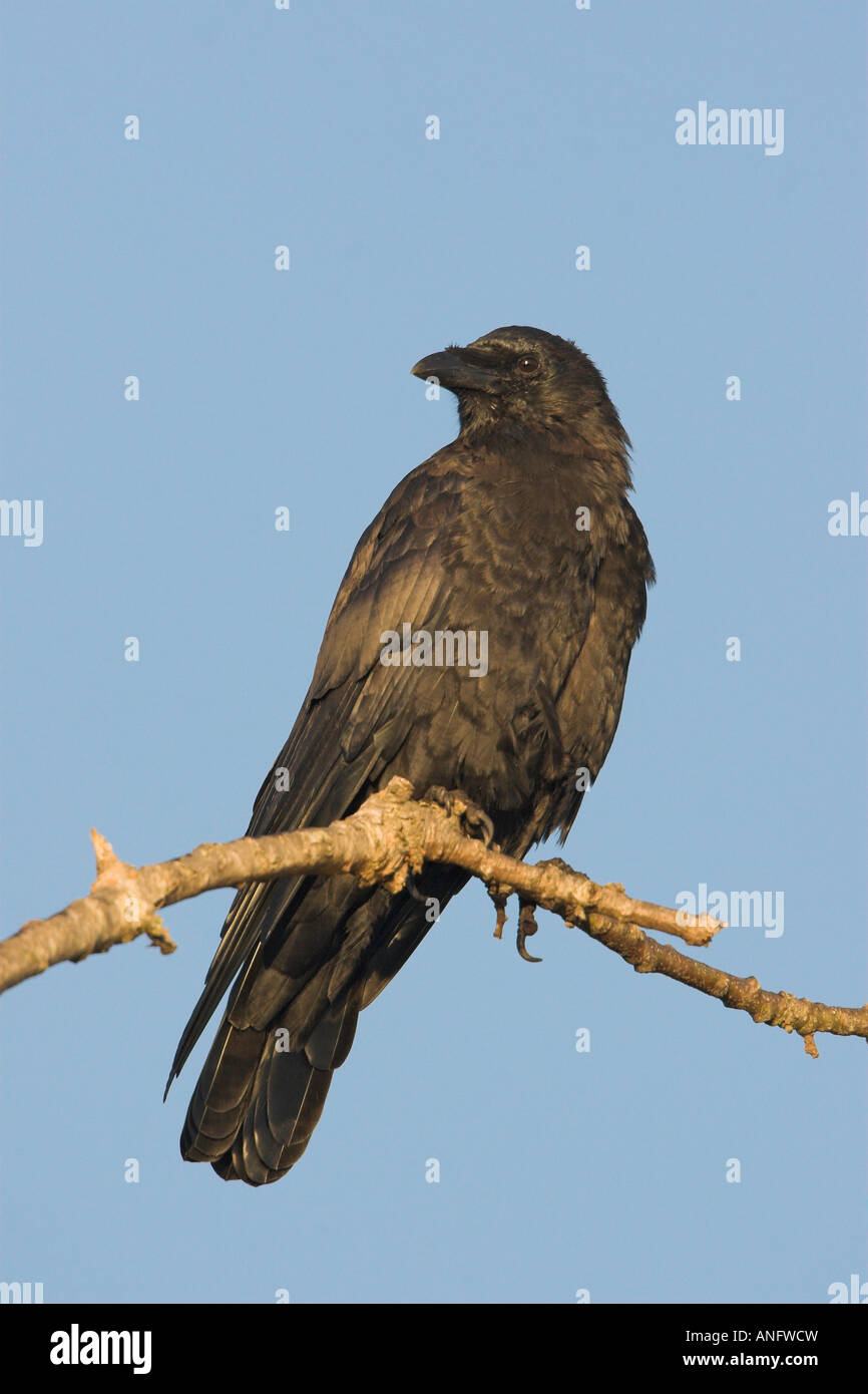Northwestern Crow appollaiato sul ramo, British Columbia, Canada. Foto Stock