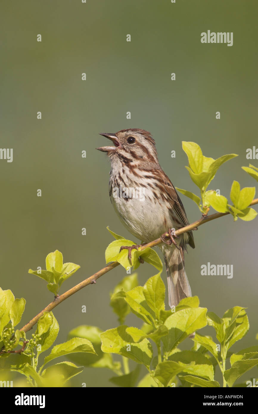 Song Sparrow appollaiato sul ramo di canto, British Columbia, Canada. Foto Stock