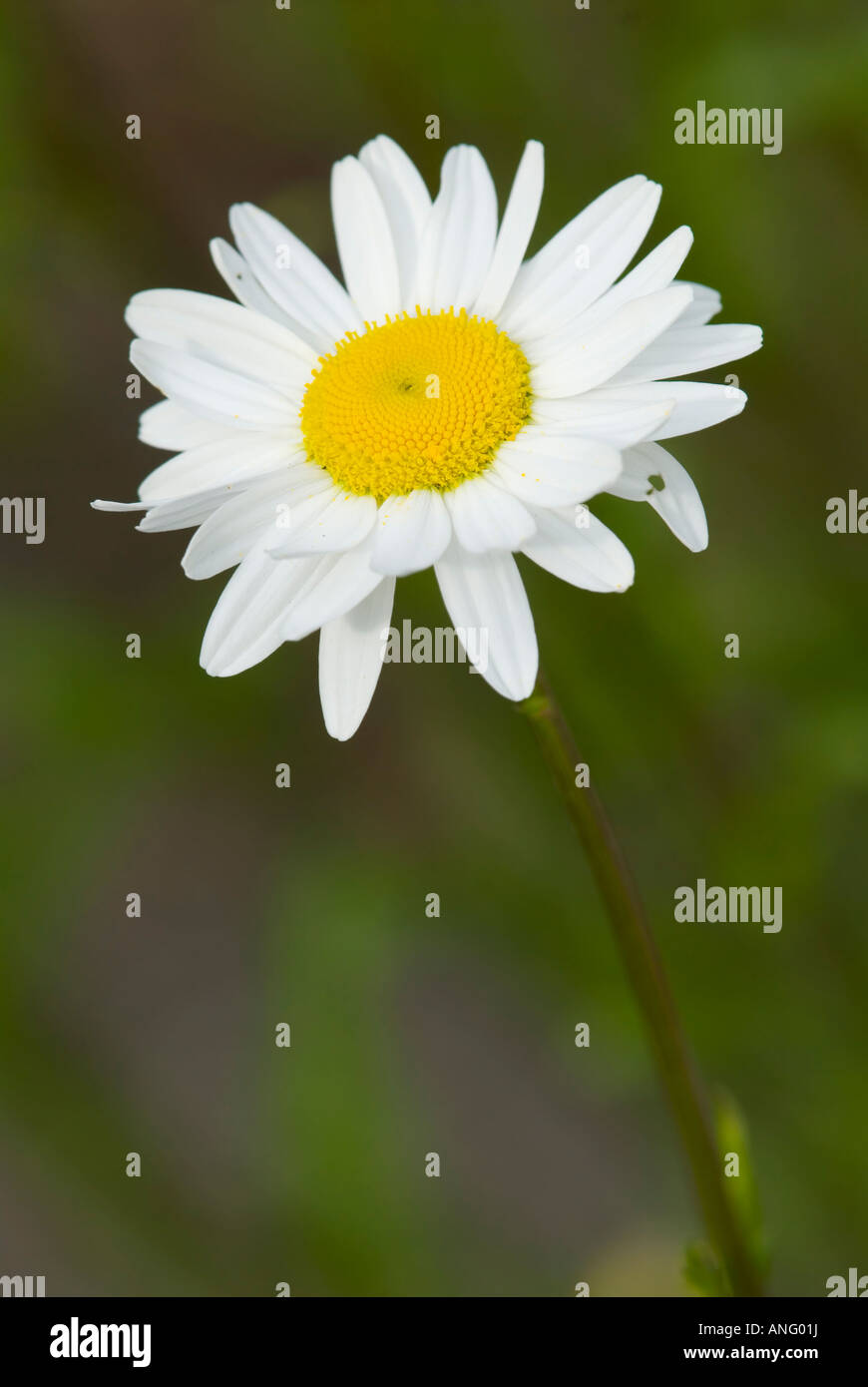 Daisy (Bellis perennis), Canada. Foto Stock