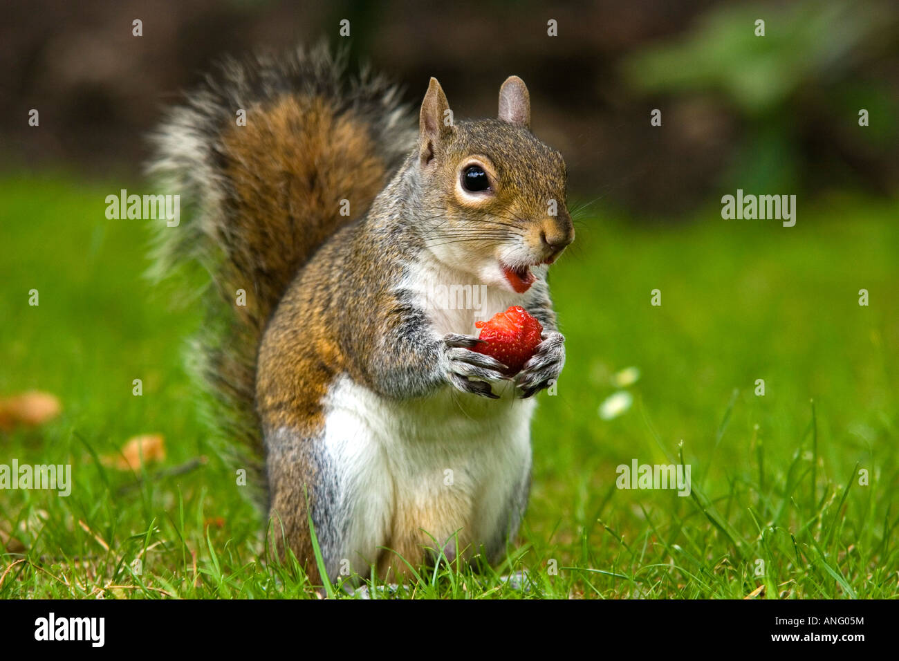 Lo scoiattolo mangiare fragole Foto Stock