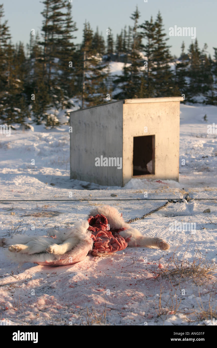 Artico Canadese Sled Dog uccisi dai lupi mentre incatenato sul conduttore esterno Churchill Northern Manitoba della Baia di Hudson in Canada Foto Stock