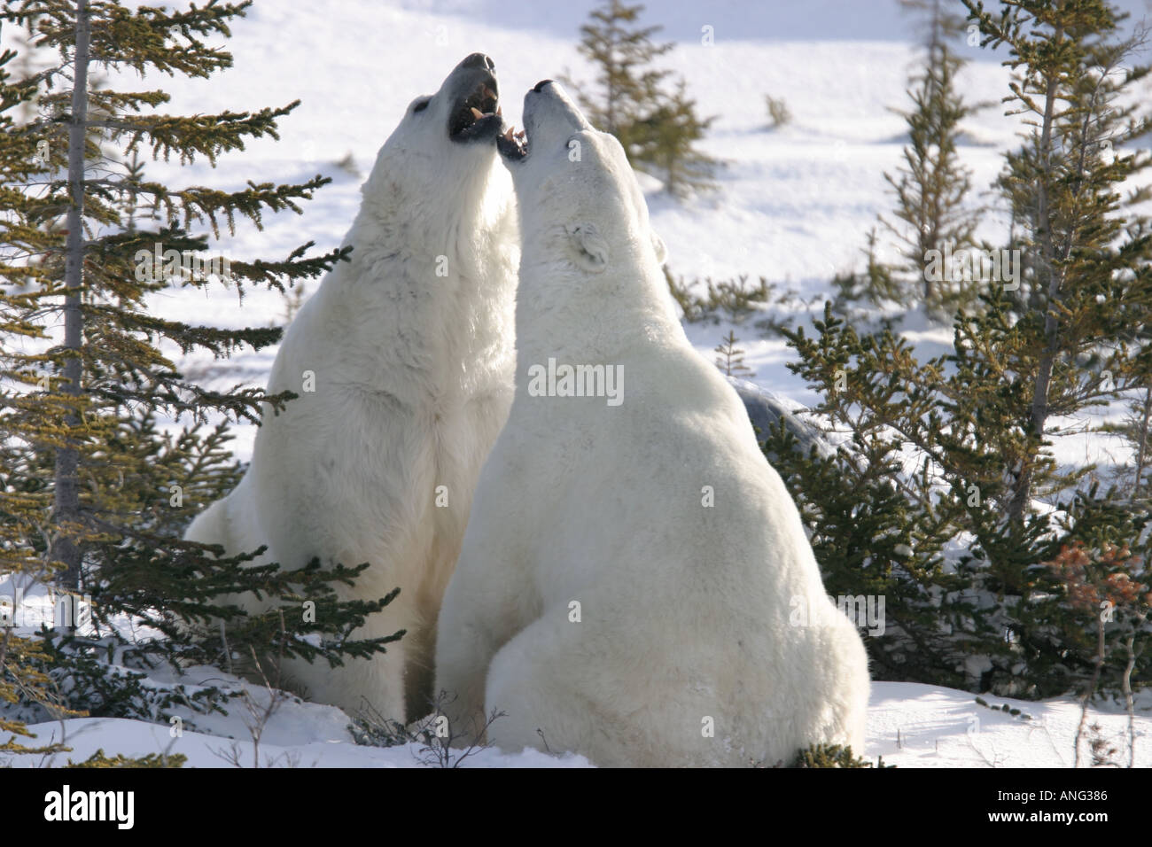 Maschio adulto orsi polari Ursus maritimus nel rituale per combattere contro questo quasi mai conduce a gravi lesioni vicino a Churchill né Foto Stock