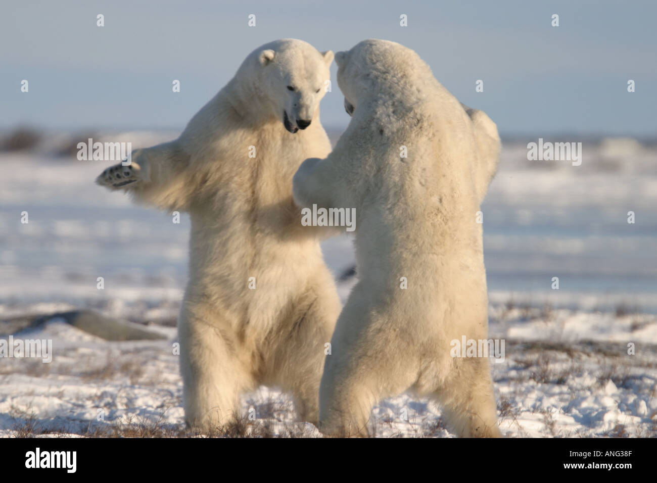 Maschio adulto orsi polari Ursus maritimus nel rituale per combattere contro questo quasi mai conduce a gravi lesioni vicino a Churchill né Foto Stock
