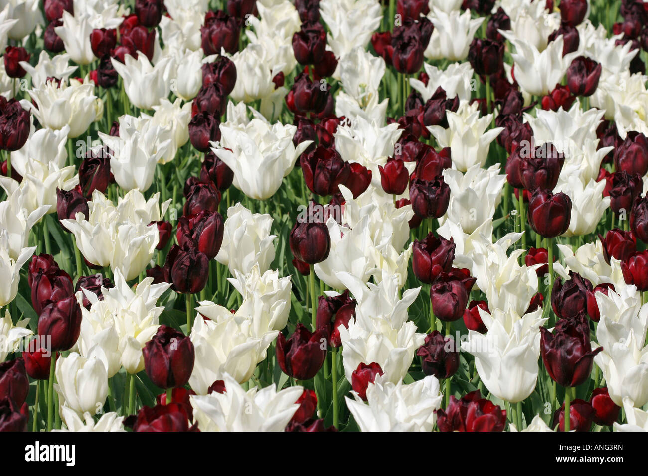 Visualizzazione dei tulipani in de Keukenhof in Olanda Foto Stock