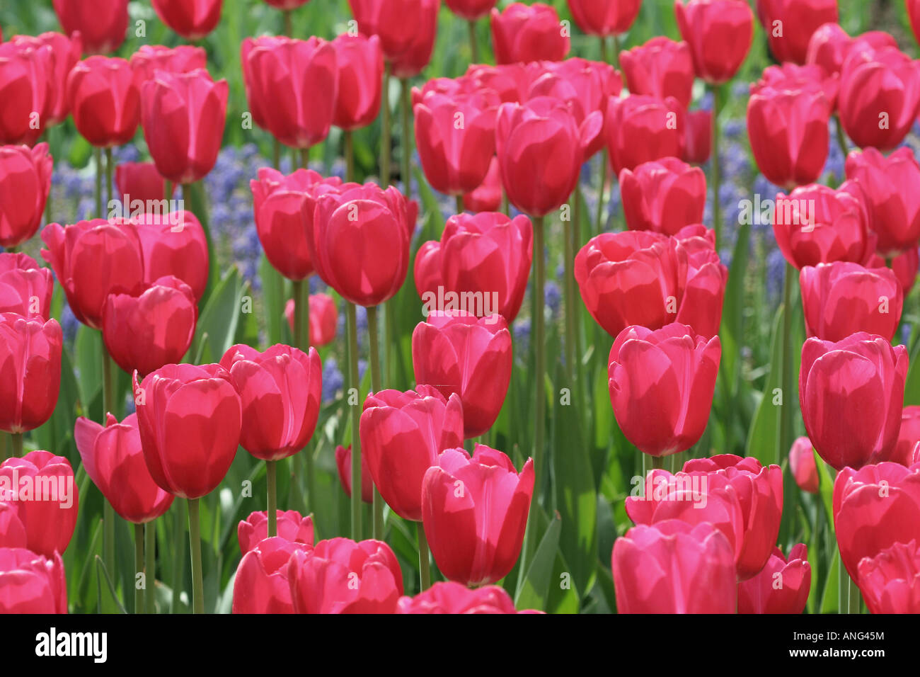 Visualizzazione dei tulipani in de Keukenhof in Olanda Foto Stock