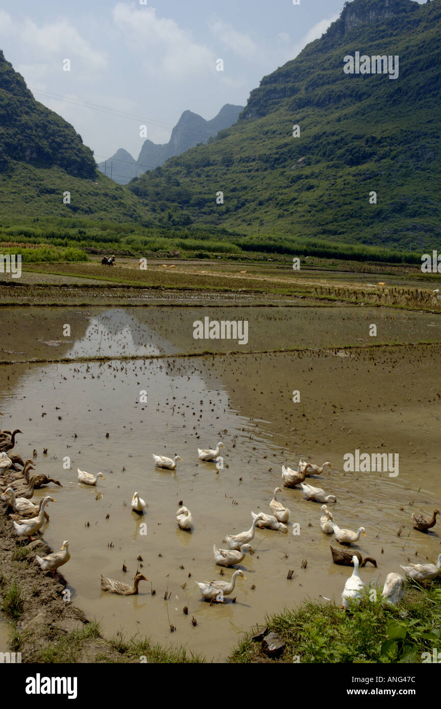 Cina Guangxi Yangshuo anatre nel mezzo di una risaia Foto Stock