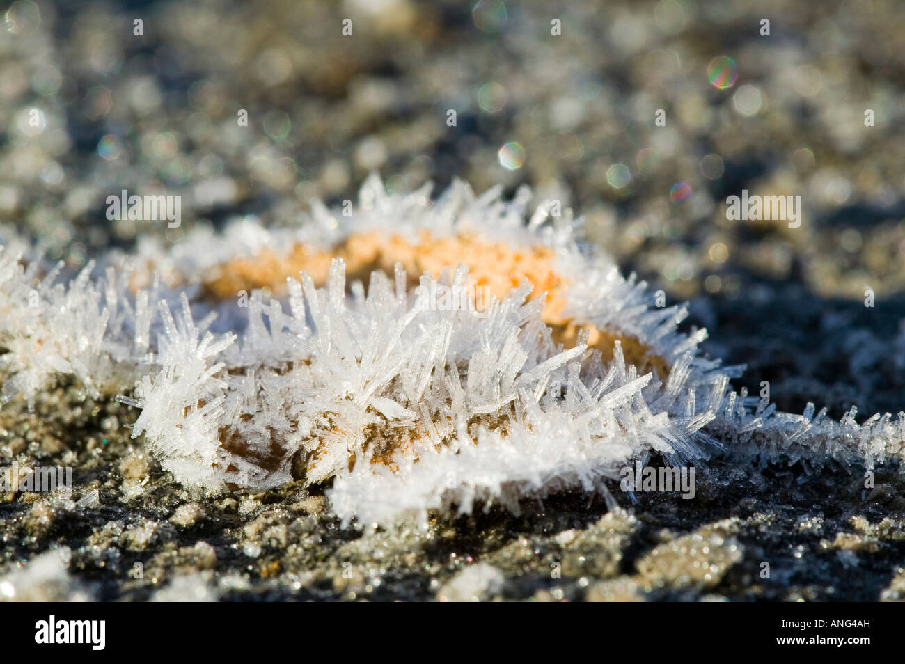 Hoare forst e ago di ghiaccio su un marciapiede in inverno REGNO UNITO Foto Stock