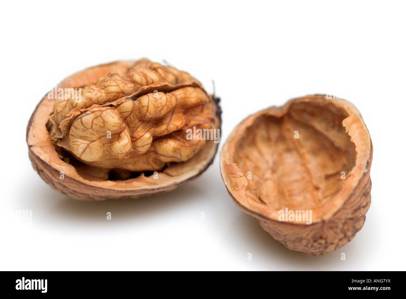 Noce contro uno sfondo bianco Foto Stock