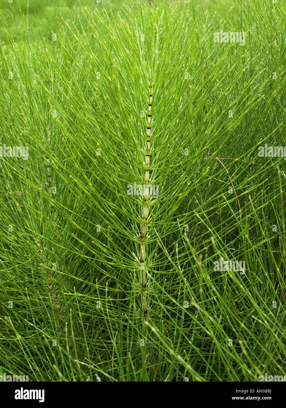 Vista ravvicinata di una massa di piante di equiseto Equisetum arvense Foto Stock