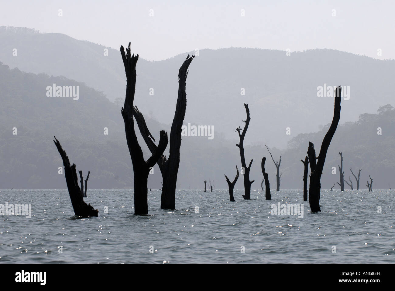 Sul lago a Peryiar National Park, Thekkady, India Foto Stock