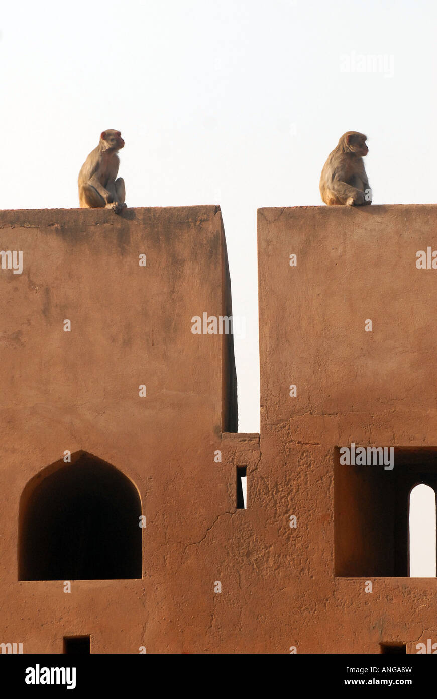 Le scimmie a Agra Fort Agra, India Foto Stock