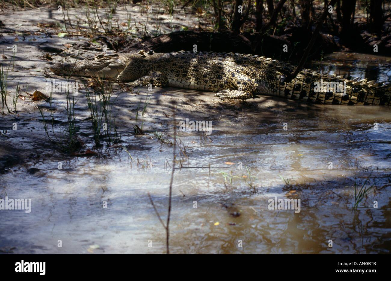 Parco Nazionale Kakadu e Territori del Nord Australia coccodrillo di acqua salata nel Fiume South Alligator Foto Stock