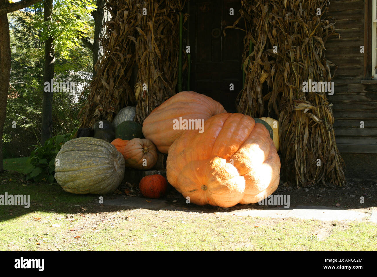 Le zucche giganti sulle porte del New England Casa nel centro storico di Deerfield Massachusetts USA Foto Stock