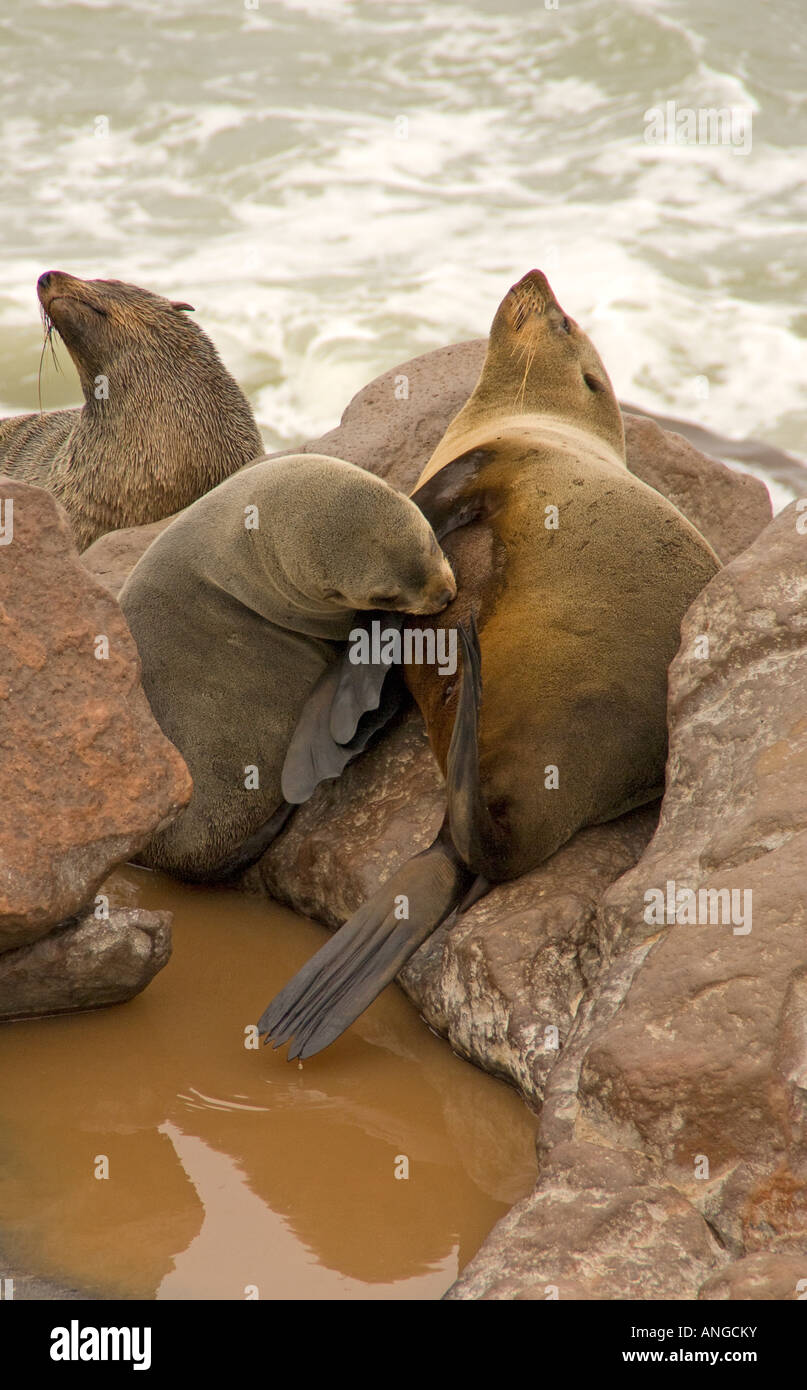 Capo pelliccia sigillo nursing pup sulla rocciosa costa atlantica a Cape Cross nazionali nel West Coast Tourist Area Ricreativa di Namibia Foto Stock