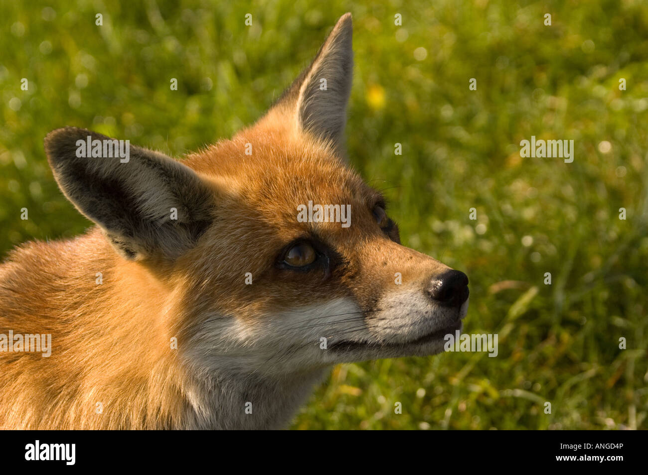 Reynard Foto Stock
