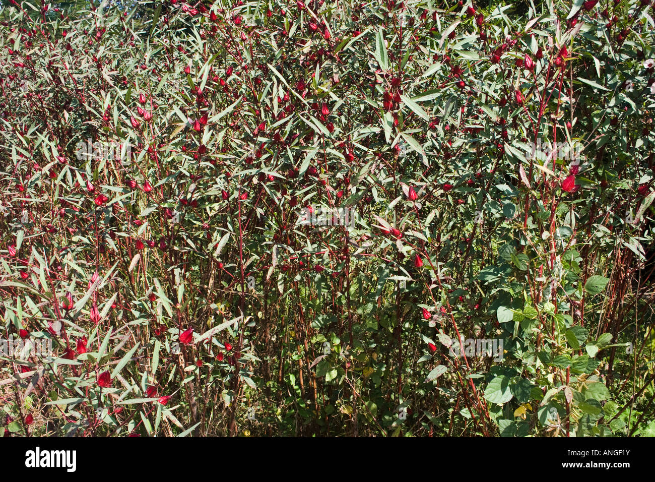 Roselle, Hibiscus sabdariffa Foto Stock