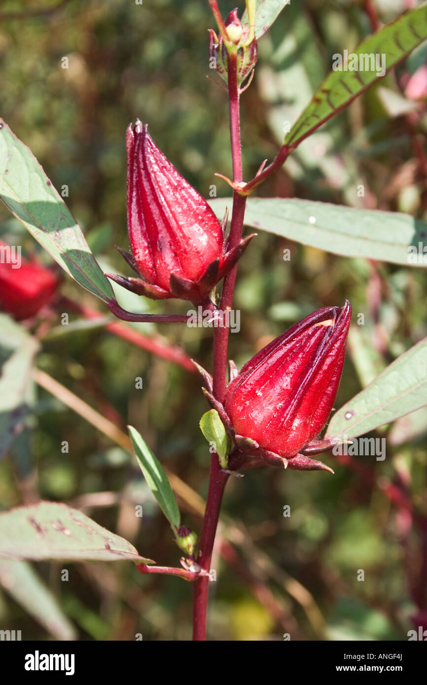 Roselle, Hibiscus sabdariffa Foto Stock