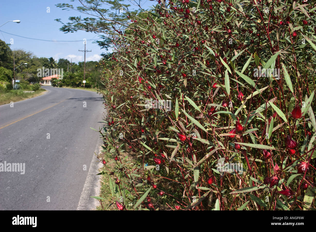Un patch stradale di Roselle. Hibiscus sabdariffa. El Valle de Anton, Cocle Affitto, Repubblica di Panama Foto Stock