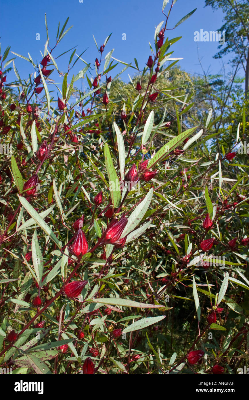 Roselle; Hibiscus sabdariffa Foto Stock