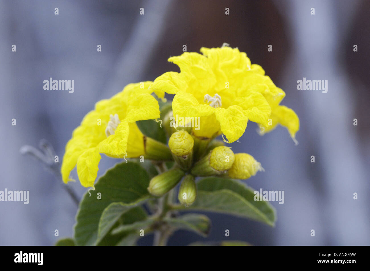 Giallo cordia isole Galapagos Santa Fe Foto Stock