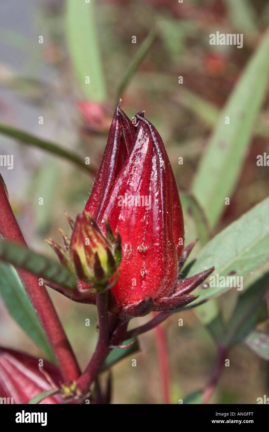 Roselle; Hibiscus sabdariffa Foto Stock