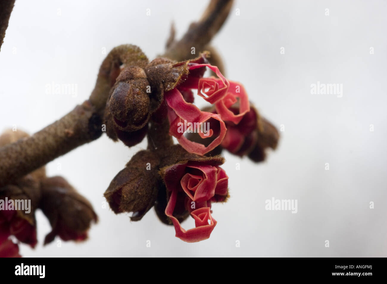 Red amamelide, Hamamelis, fiori Foto Stock